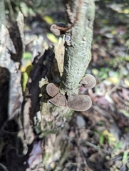 Auricularia polytricha
