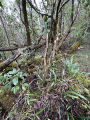 Elaphoglossum wawrae