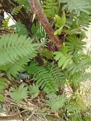 Polypodioideae