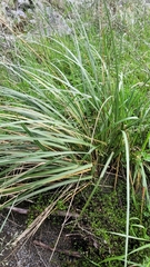 Austroderia richardii