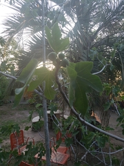 Ficus carica
