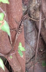 Anolis humilis