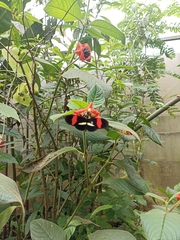 Heliconius erato