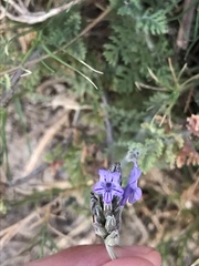Lavandula multifida