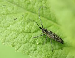 Agapanthia villosoviridescens