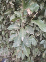 Laurus nobilis