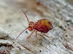 Dicyrtomina