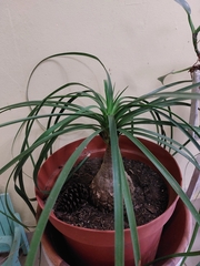 Beaucarnea guatemalensis