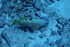 Epinephelus spilotoceps