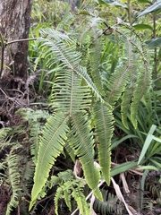 Sticherus owhyhensis