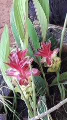 Curcuma