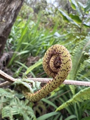 Sticherus owhyhensis