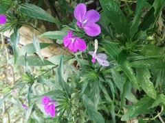 Acanthoideae