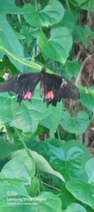 Papilioninae