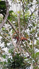 Alouatta seniculus