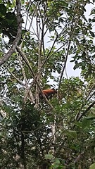 Alouatta seniculus