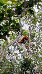 Alouatta seniculus
