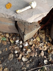 Agaricus deardorffensis