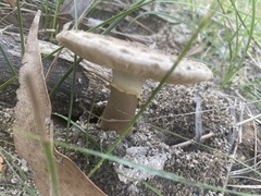 Amanita farinacea