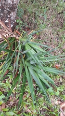 Agave funkiana