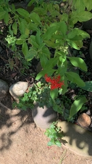 Pentas lanceolata