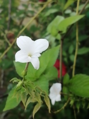 Ruellia metziae
