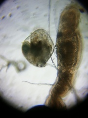 Chydorus