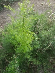Asparagus setaceus