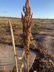 Sorghum