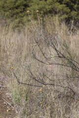 Ozothamnus diotophyllus