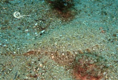 Arnoglossus
