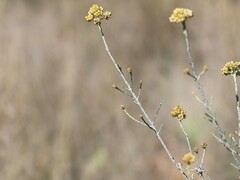 Ozothamnus diotophyllus