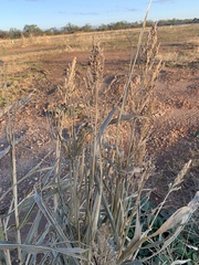 Sorghum