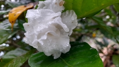 Tabernaemontana divaricata