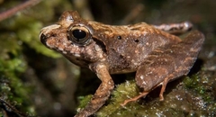 Pristimantis lanthanites