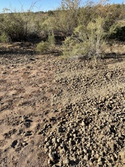 Equus asinus