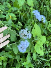 Ageratum houstonianum