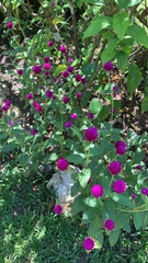 Gomphrena globosa
