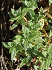 Cerastium holosteoides
