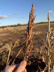 Sorghum