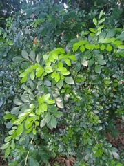 Murraya paniculata image