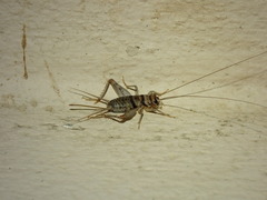 Gryllodes sigillatus