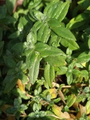 Cerastium holosteoides