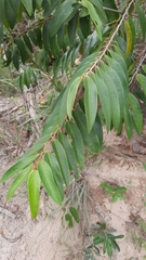 Xylopia brasiliensis