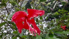 Hibiscus rosa-sinensis