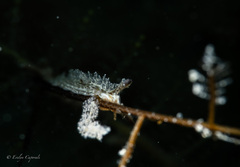 Lomanotus vermiformis