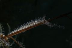 Lomanotus vermiformis