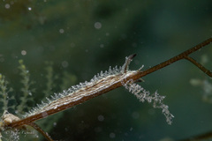 Lomanotus vermiformis