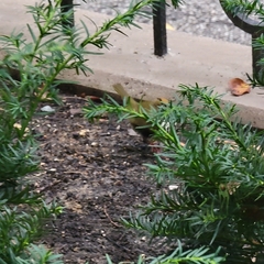 Seiurus aurocapilla
