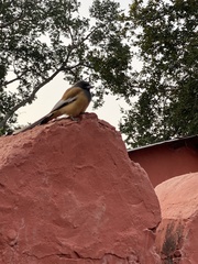 Dendrocitta vagabunda